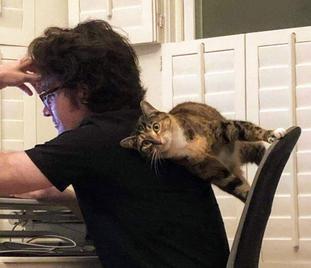 Gato acostado entre silla y su dueño