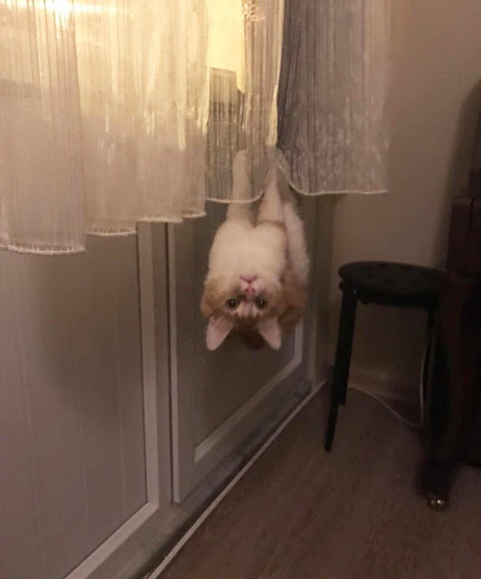 Gato colgado de cabeza en una cortina blanca
