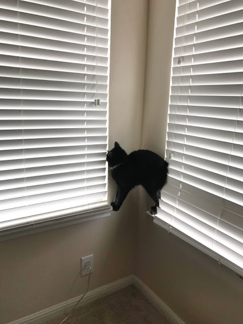 Gato negro parado entre dos persianas blancas