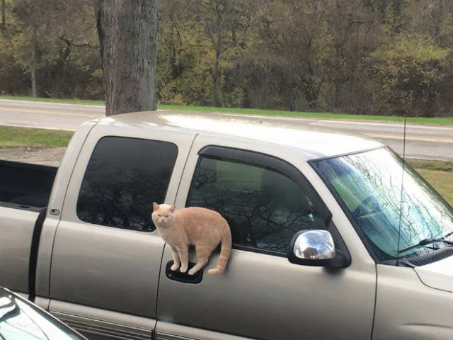 Gato parado sobre manija de camioneta