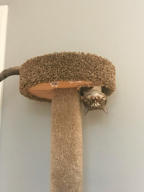 Gato acostado de cabeza en camita