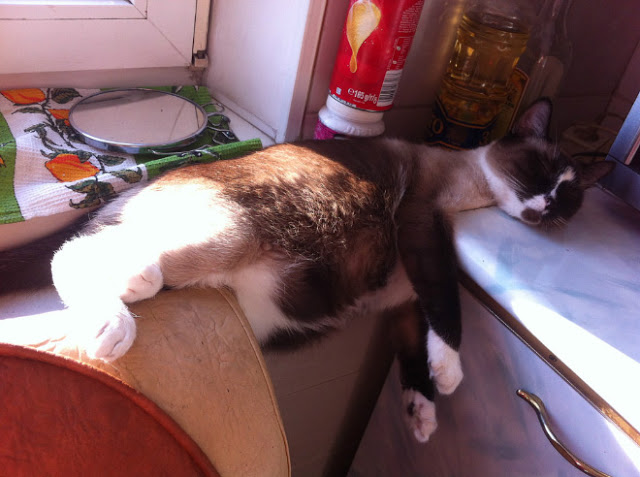 Gato acostado entre mesa y barra de cocina