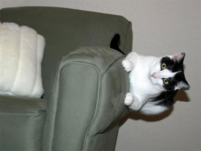 Gato blanco con negro acostado en un sillón