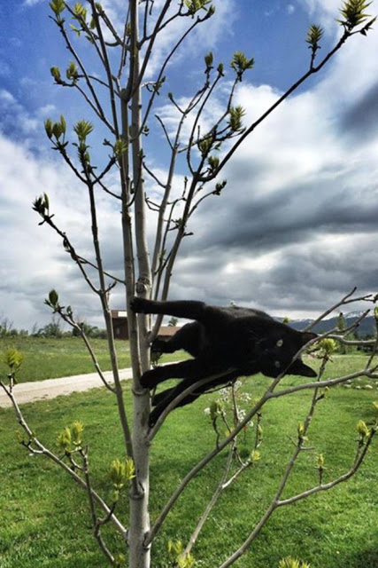 Gato negro parado horizontalmente en rama de árbol