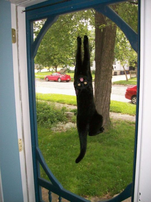 Gato negro colgado de malla de puerta