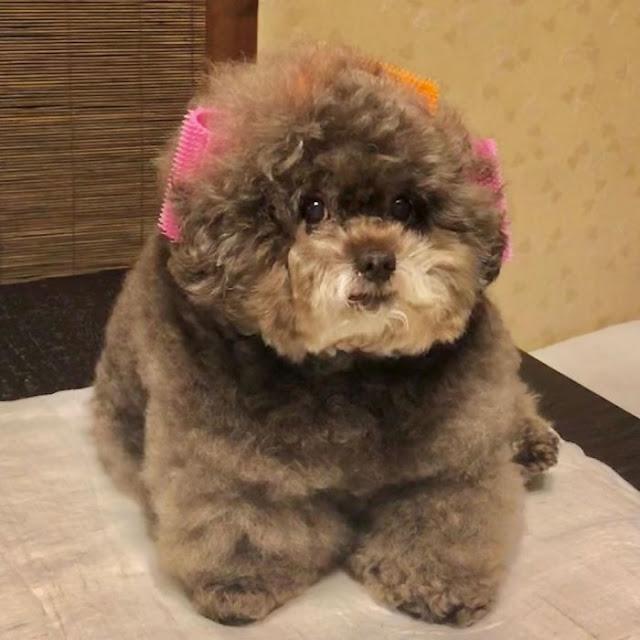 Kokoro, perrito café esponjoso con broches en el pelaje