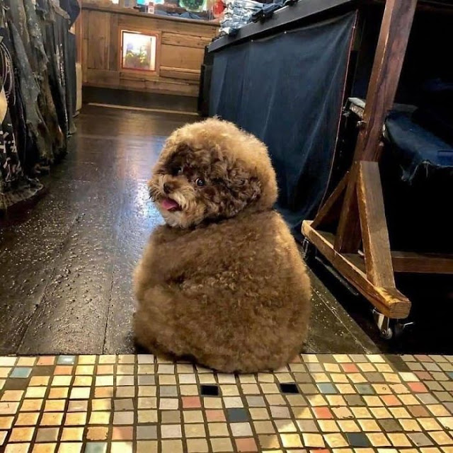 Kokoro, perrito café esponjoso sentado