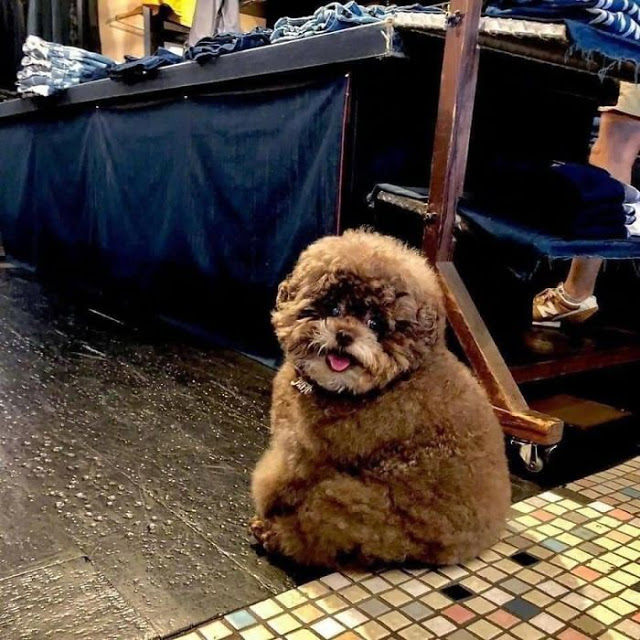 Kokoro, perrito café esponjoso sentado