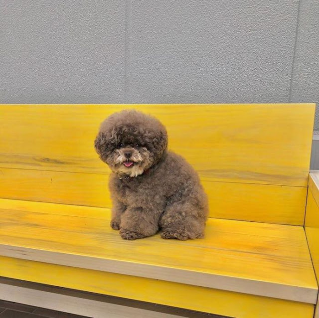 Kokoro, perrito café esponjoso sentado en un banco amarillo