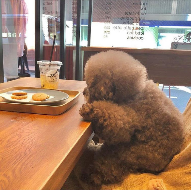 Kokoro, perrito café esponjoso sentado en una mesa