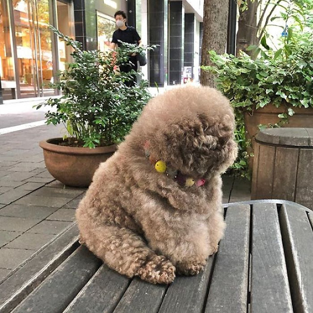 Kokoro, perrito café esponjoso sentado