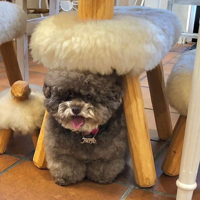 Kokoro, perrito café esponjoso debajo de una silla