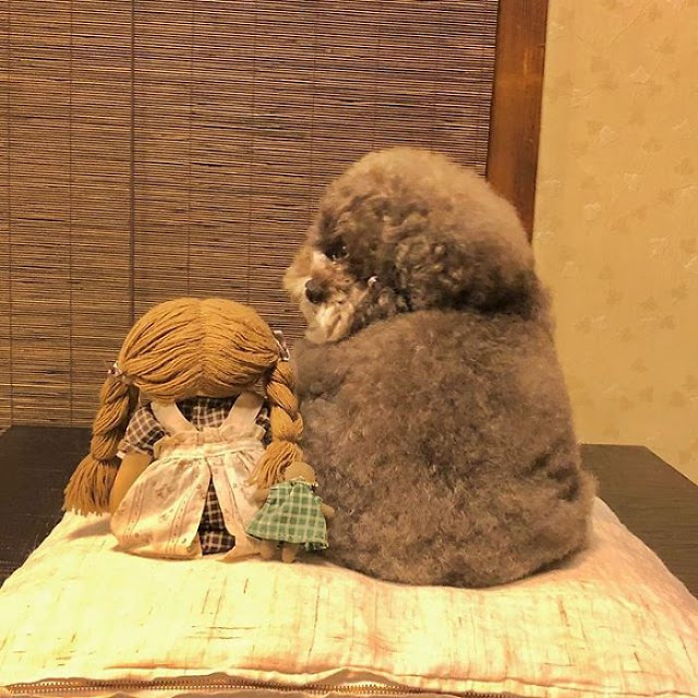 Kokoro, perrito café esponjoso sentado