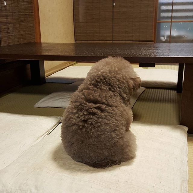 Kokoro, perrito café esponjoso de espaldas