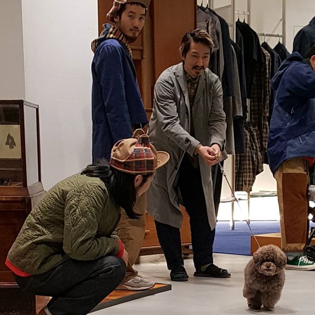Kokoro perrito café esponjoso