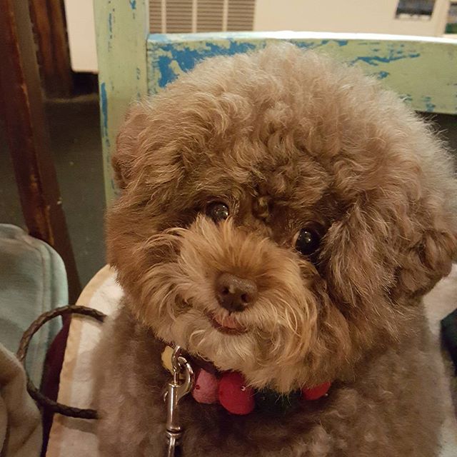 Kokoro, perrito café esponjoso