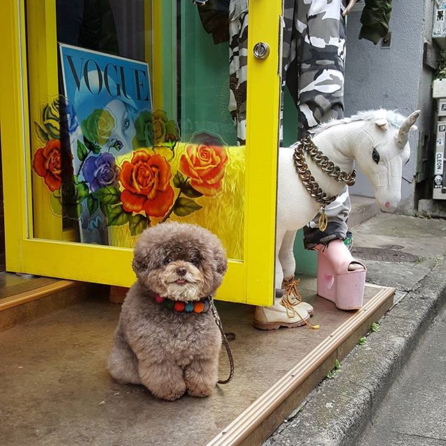 Kokoro, perrito café esponjoso