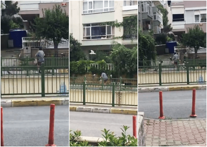 mujer en estambul seguida de decenas de animales callejeros