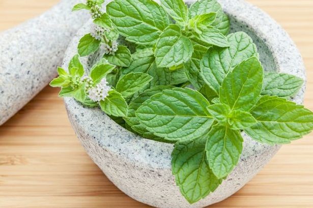 Hojas de menta en una maceta gris
