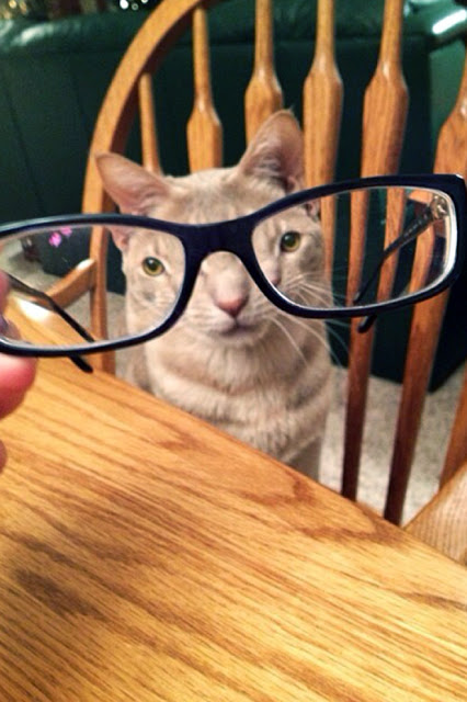 Fotografía distorsionada de perro blanco a través de unos lentes de aumento