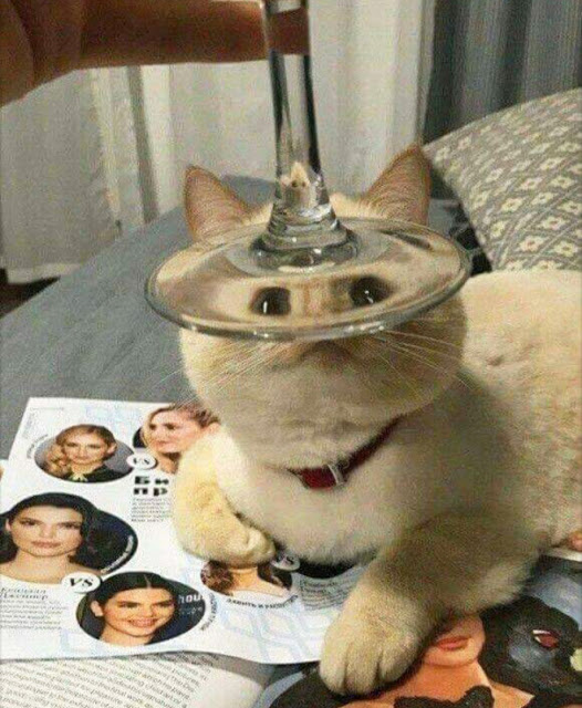 Fotografía distorsionada de gatito a través de la base de una copa de vino