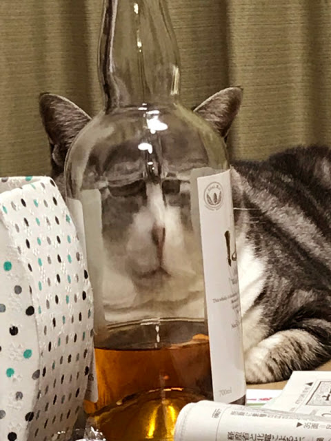 Fotografía distorsionada de gatito a través de una botella de alcohol