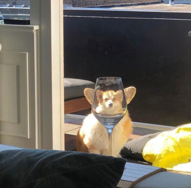 Fotografía distorsionada de perro corgi a través de una copa de vino