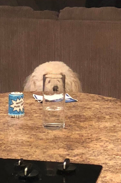 Fotografía distorsionada de perro blanco a través de un vaso de cristal