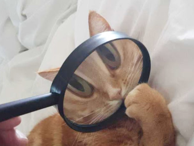 Fotografía distorsionada de gatito a través de un vaso de una lupa