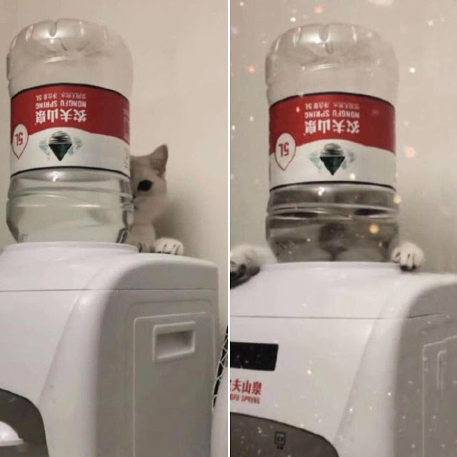 Fotografía distorsionada de gatito a través de un garrafón de agua