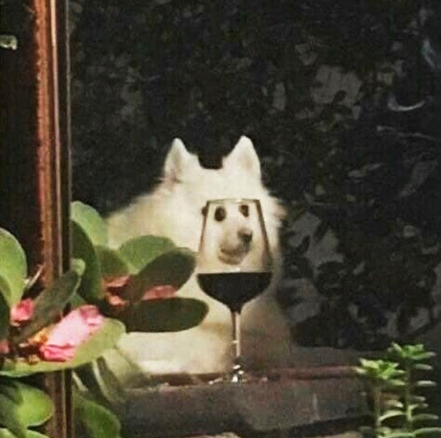 Fotografía distorsionada de perro blanco a través de una copa de vino