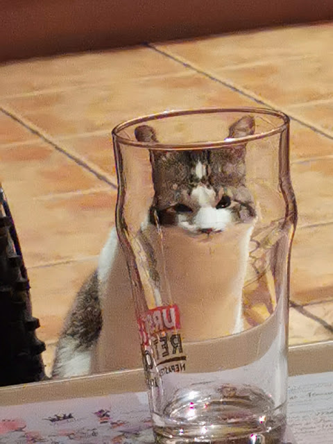 Fotografía distorsionada de gatito a través de un vaso de cristal