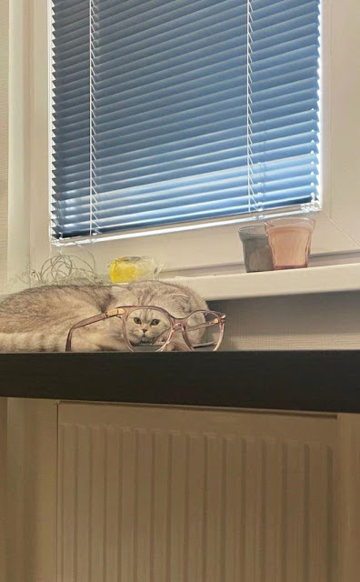 Fotografía distorsionada de gatito a través de unos lentes de aumento