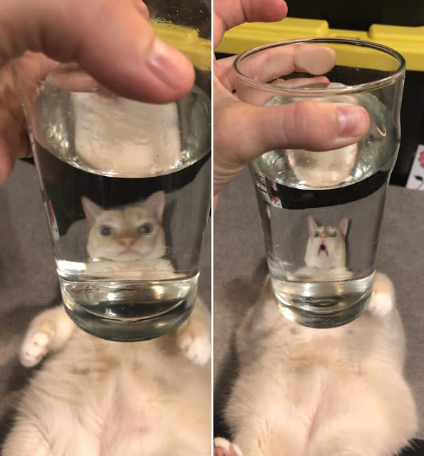 Fotografía distorsionada de gatito a través de un vaso de cristal con agua