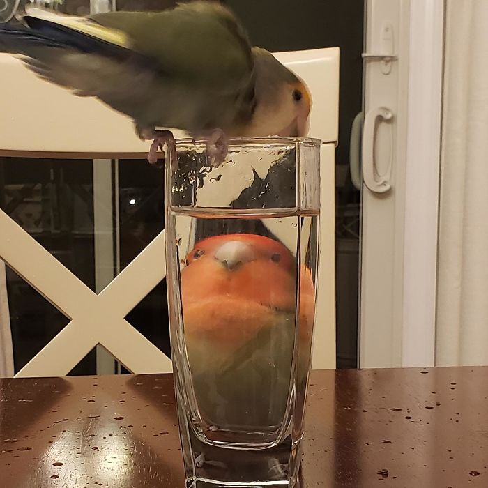 Foto distorsionada de pajarito a través de un vaso