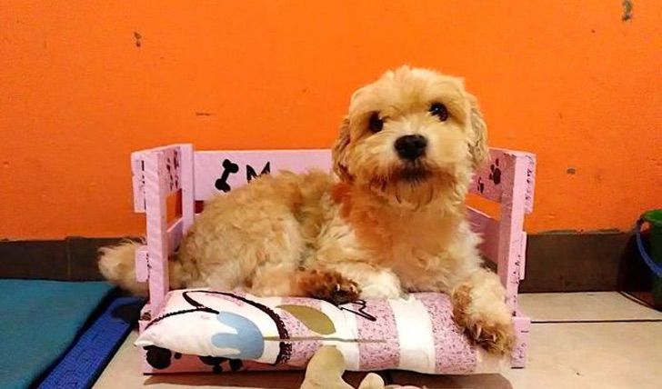 Perro de albergue acostado en una camita color rosa