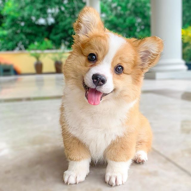 Baby, cachorro corgi