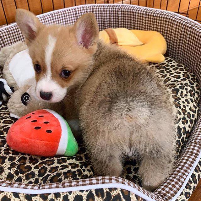 Baby, cachorro corgi