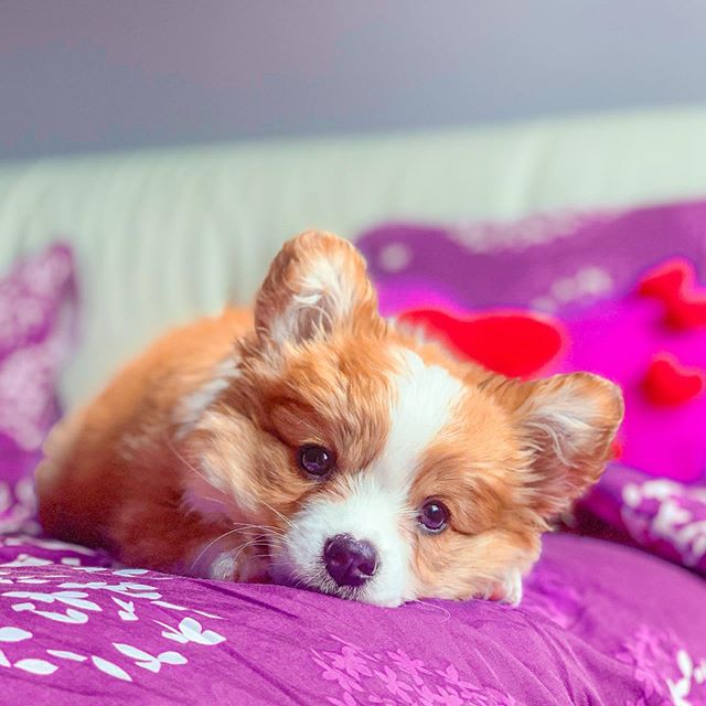 Baby, cachorro corgi acostado