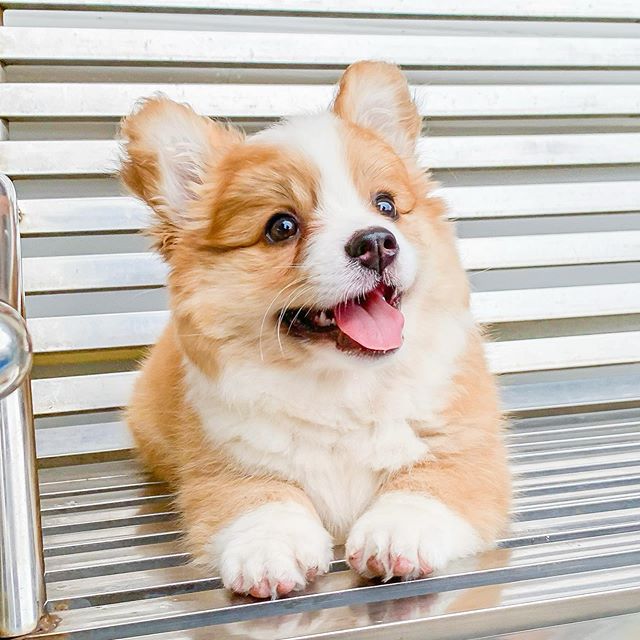Baby, cachorro corgi