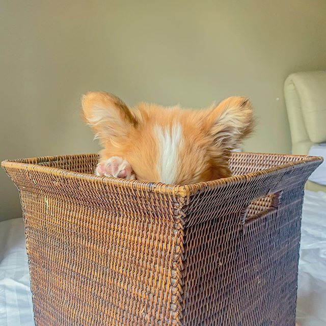 Baby, cachorro corgi en una caja