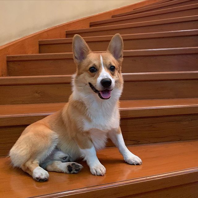 Corgi sentado en escalones