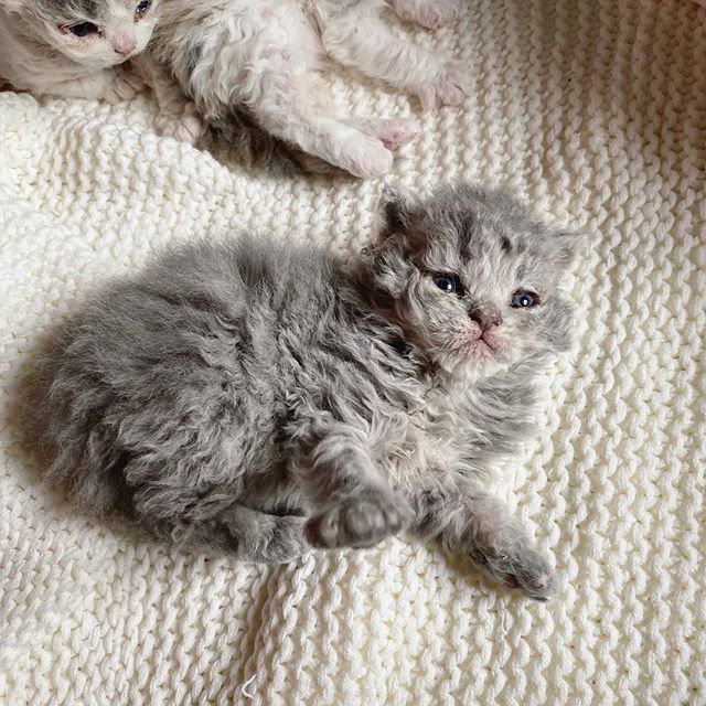 Gatito devon rex gris acostado