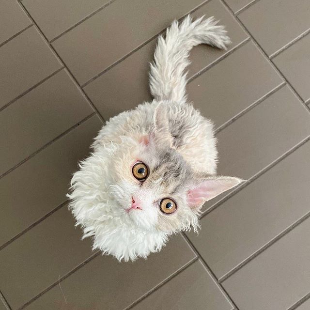 Gatito devon rex pelo rizado blanco