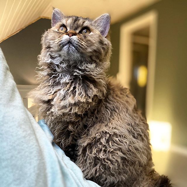 Gato devon rex gris