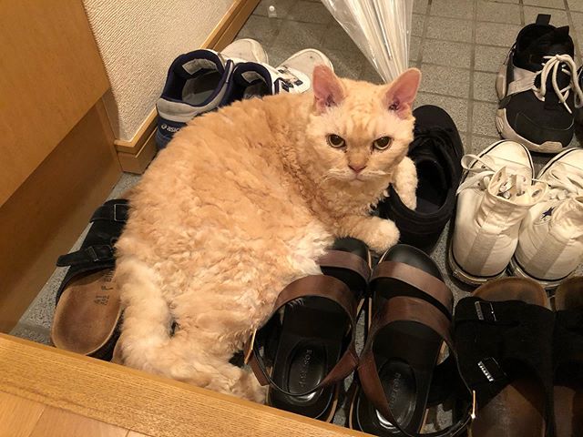 Gato devon rex blanco