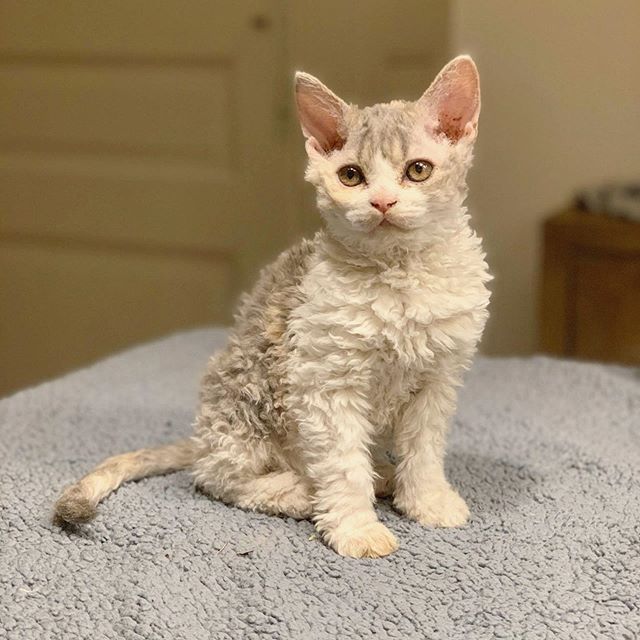 Gatito devon rex pelo rizado blanco
