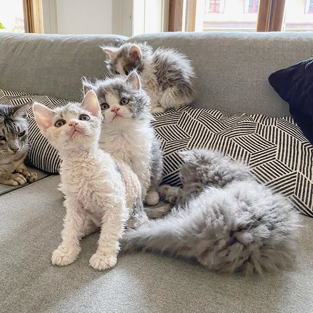 Gatos devon rex en el sofá