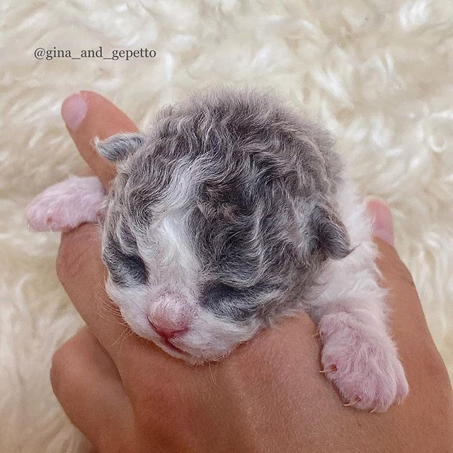 Gatito devon rex pelo rizado
