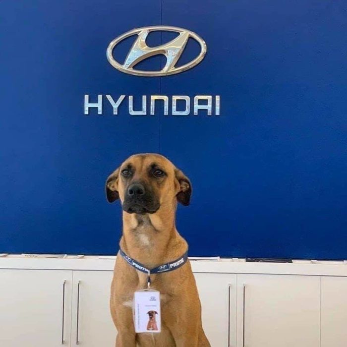Perrito dentro de una agencia de autos Hyundai portando un gafete de empleado